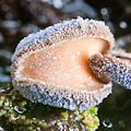 Proliferodiscus tricolor