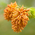 Chrysomyxa woroninii