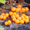 Lycogala epidendrum